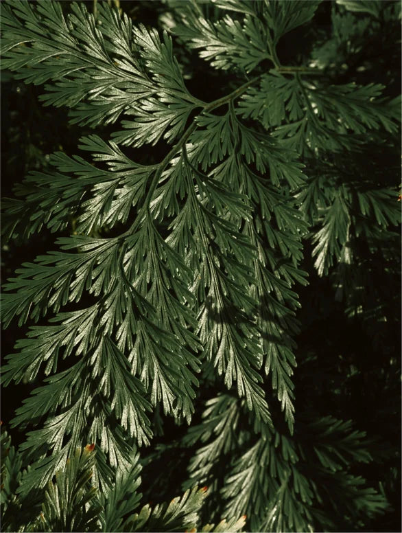 Exfoliant Acide Kojique - Visage & Corps