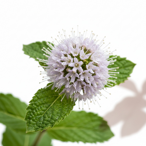Arôme vert et rafraîchissant de fleur de menthe