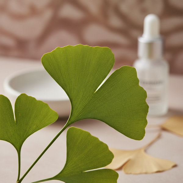 Extrait de ginkgo biloba